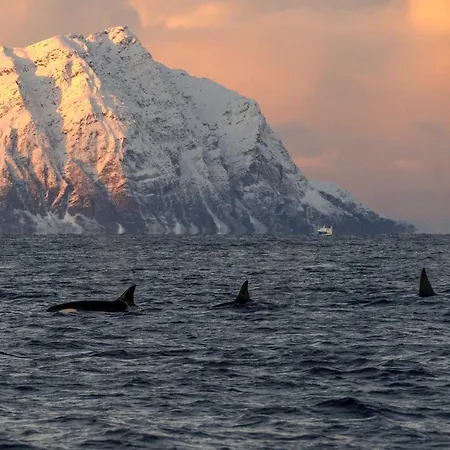 Lyxtält Aurora Glamping By The Whales 2*