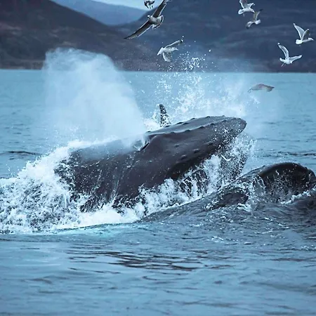 Lyxtält Aurora Glamping By The Whales 2*